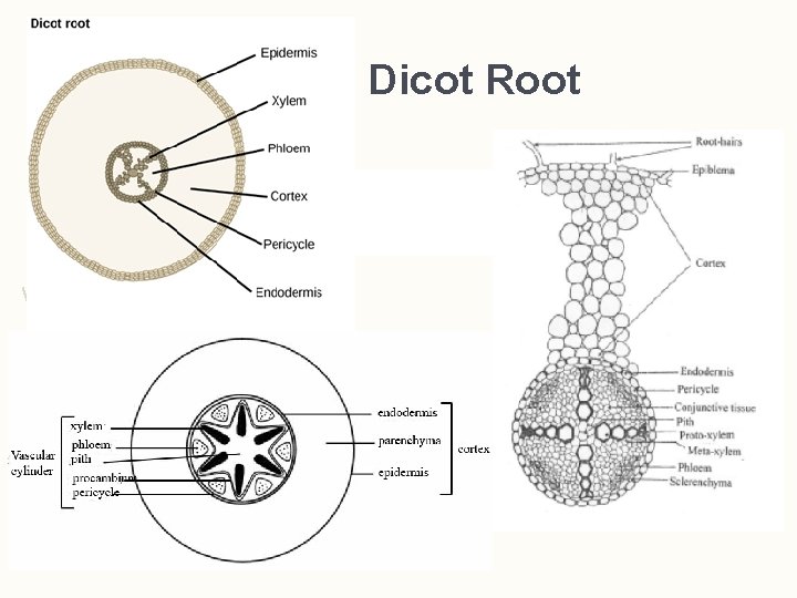 Dicot Root  Dicot Root
