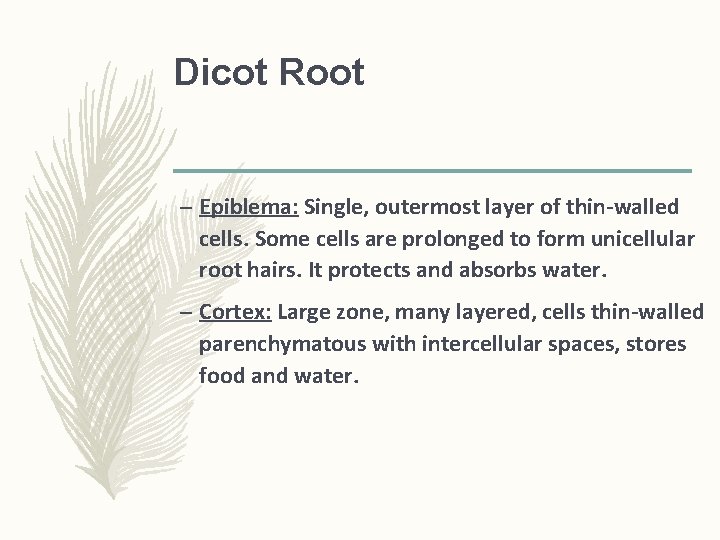 Dicot Root – Epiblema: Single, outermost layer of thin-walled cells. Some cells are prolonged Dicot Root – Epiblema: Single, outermost layer of thin-walled cells. Some cells are prolonged