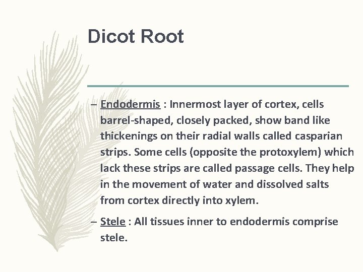 Dicot Root – Endodermis : Innermost layer of cortex, cells barrel-shaped, closely packed, show Dicot Root – Endodermis : Innermost layer of cortex, cells barrel-shaped, closely packed, show