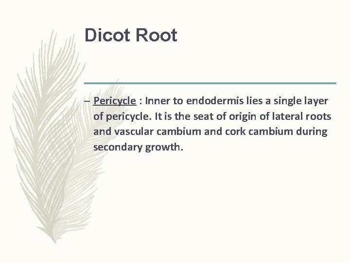 Dicot Root – Pericycle : Inner to endodermis lies a single layer of pericycle. Dicot Root – Pericycle : Inner to endodermis lies a single layer of pericycle.