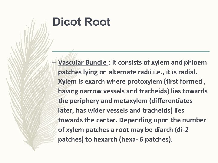 Dicot Root – Vascular Bundle : It consists of xylem and phloem patches lying Dicot Root – Vascular Bundle : It consists of xylem and phloem patches lying