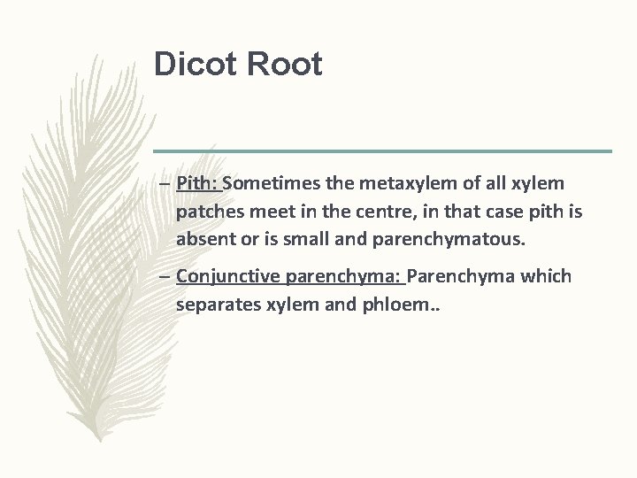 Dicot Root – Pith: Sometimes the metaxylem of all xylem patches meet in the Dicot Root – Pith: Sometimes the metaxylem of all xylem patches meet in the