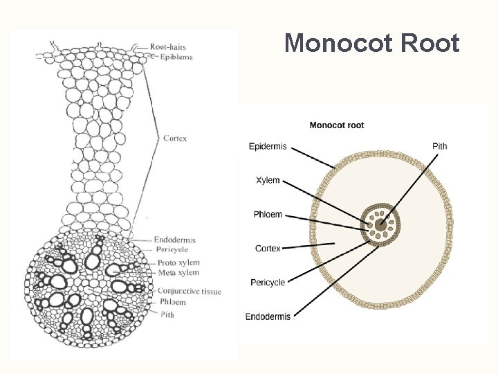 Monocot Root  Monocot Root