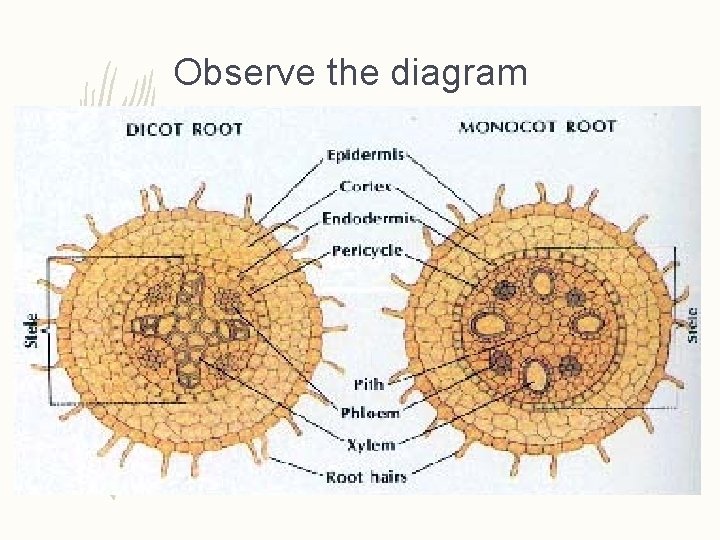 Observe the diagram  Observe the diagram