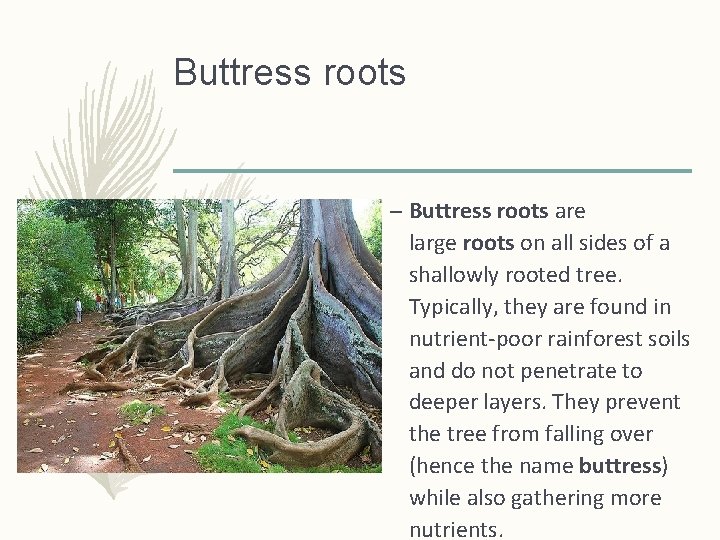 Buttress roots – Buttress roots are large roots on all sides of a shallowly Buttress roots – Buttress roots are large roots on all sides of a shallowly