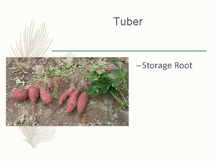 Tuber – Storage Root  Tuber – Storage Root