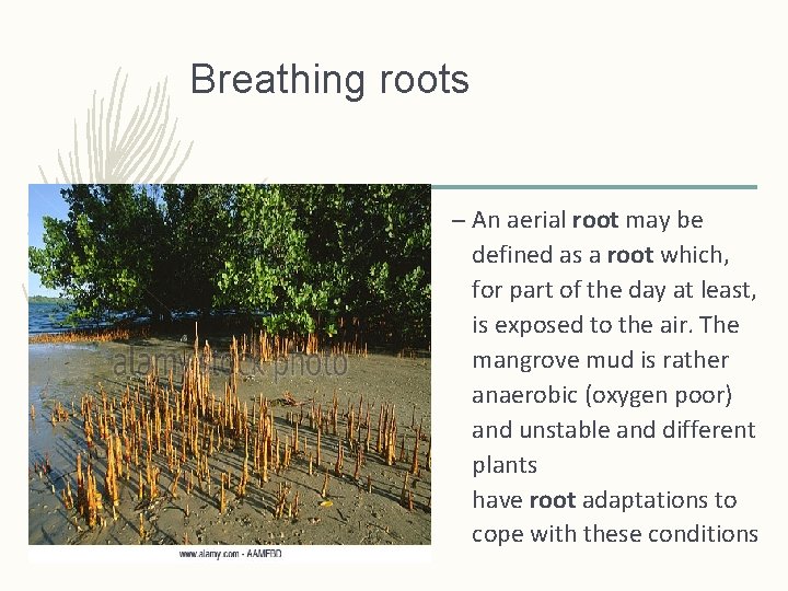 Breathing roots – An aerial root may be defined as a root which, for Breathing roots – An aerial root may be defined as a root which, for