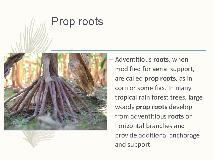 Prop roots – Adventitious roots, when modified for aerial support, are called prop roots, Prop roots – Adventitious roots, when modified for aerial support, are called prop roots,