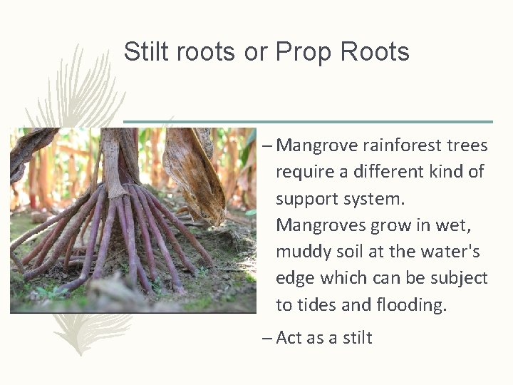Stilt roots or Prop Roots – Mangrove rainforest trees require a different kind of Stilt roots or Prop Roots – Mangrove rainforest trees require a different kind of