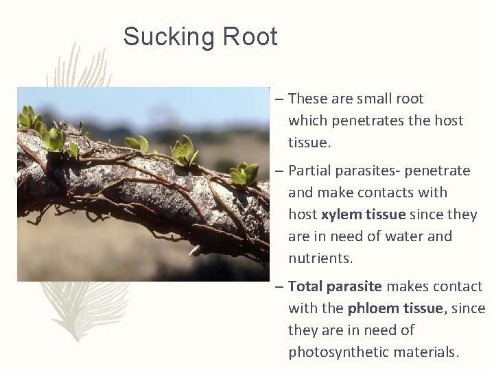 Sucking Root – These are small root which penetrates the host tissue. – Partial Sucking Root – These are small root which penetrates the host tissue. – Partial