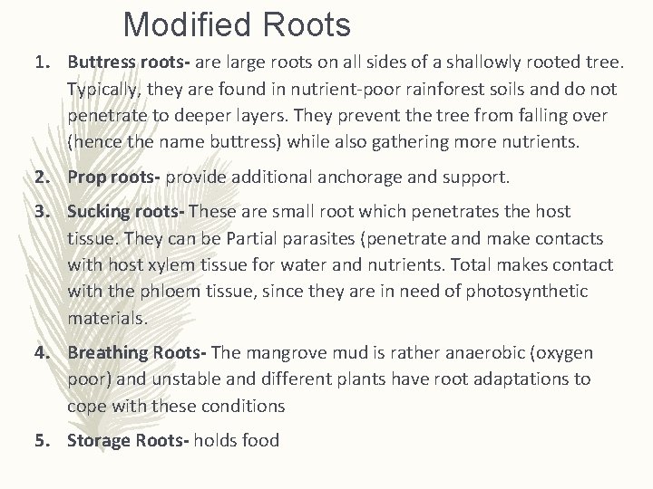 Modified Roots 1. Buttress roots- are large roots on all sides of a shallowly Modified Roots 1. Buttress roots- are large roots on all sides of a shallowly