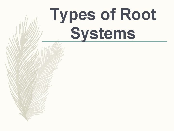 Types of Root Systems  Types of Root Systems