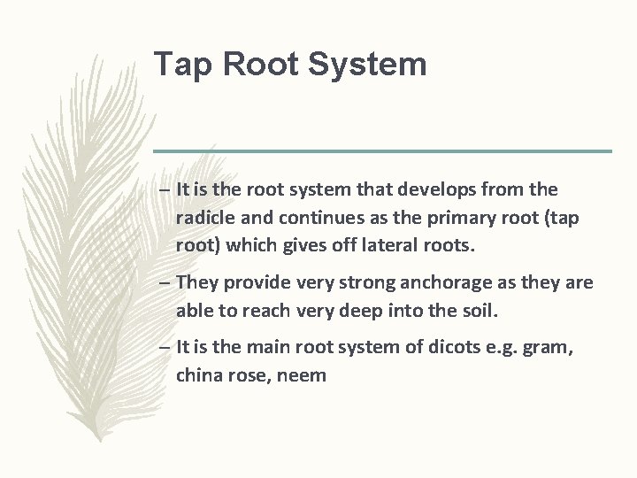 Tap Root System – It is the root system that develops from the radicle Tap Root System – It is the root system that develops from the radicle