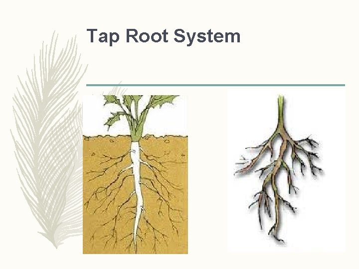 Tap Root System  Tap Root System