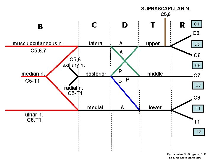 SUPRASCAPULAR N. C 5, 6 C B D T C 4 C 5 musculocutaneous SUPRASCAPULAR N. C 5, 6 C B D T C 4 C 5 musculocutaneous