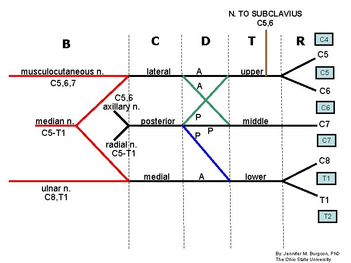 N. TO SUBCLAVIUS C 5, 6 C B D T C 4 C 5 N. TO SUBCLAVIUS C 5, 6 C B D T C 4 C 5