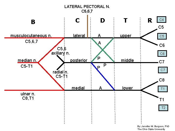 LATERAL PECTORAL N. C 5, 6, 7 C B D T C 4 C