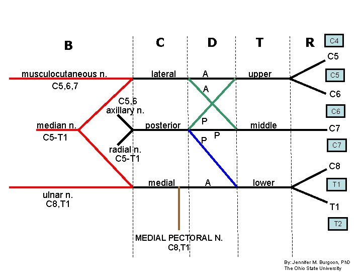 C B D T R C 4 C 5 musculocutaneous n. C 5, 6, C B D T R C 4 C 5 musculocutaneous n. C 5, 6,