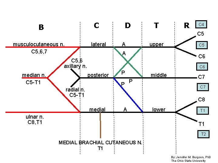 C B D T R C 4 C 5 musculocutaneous n. C 5, 6, C B D T R C 4 C 5 musculocutaneous n. C 5, 6,