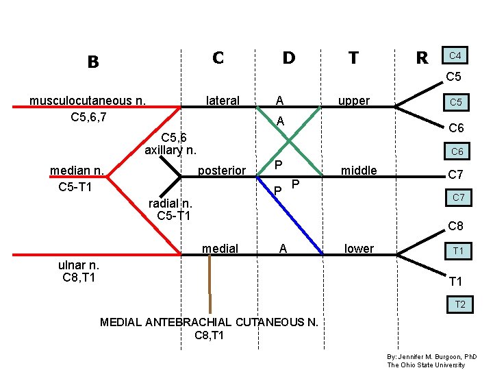 C B D T R C 4 C 5 musculocutaneous n. C 5, 6, C B D T R C 4 C 5 musculocutaneous n. C 5, 6,