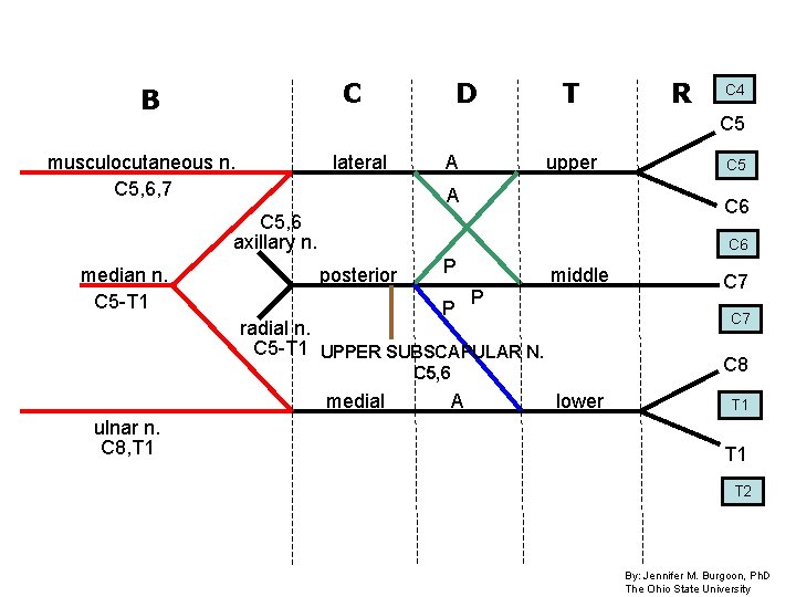 C B D T lateral A upper A C 5 C 6 C 5,