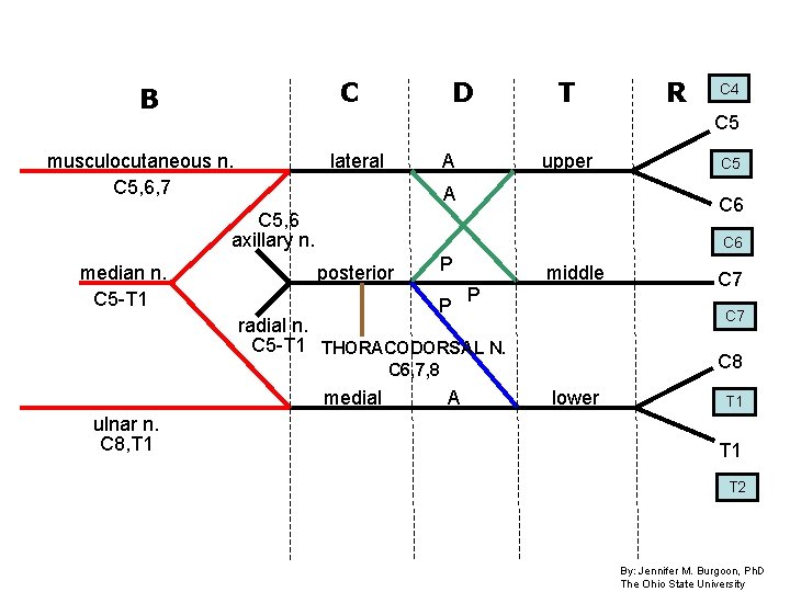 C B D T lateral A upper A C 5 C 6 C 5,