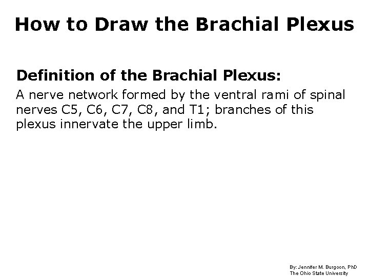 How to Draw the Brachial Plexus Definition of the Brachial Plexus: A nerve network