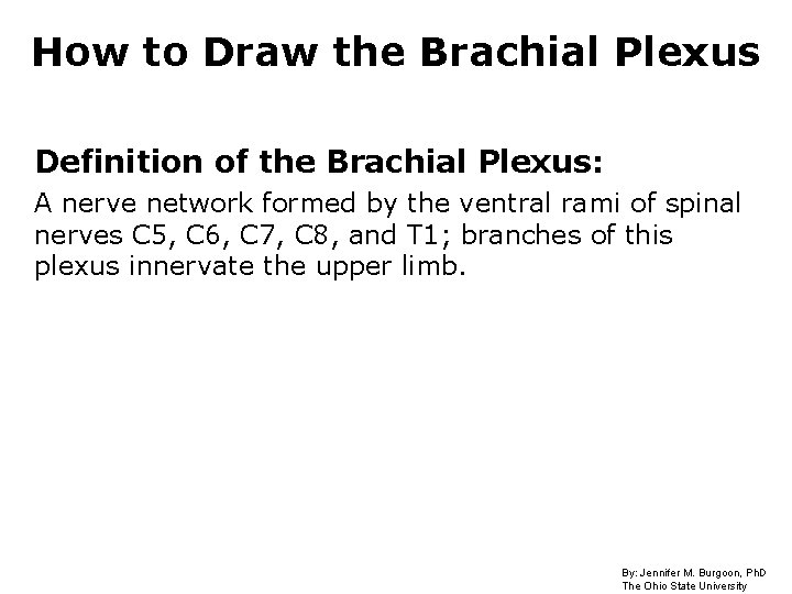 How to Draw the Brachial Plexus Definition of the Brachial Plexus: A nerve network How to Draw the Brachial Plexus Definition of the Brachial Plexus: A nerve network