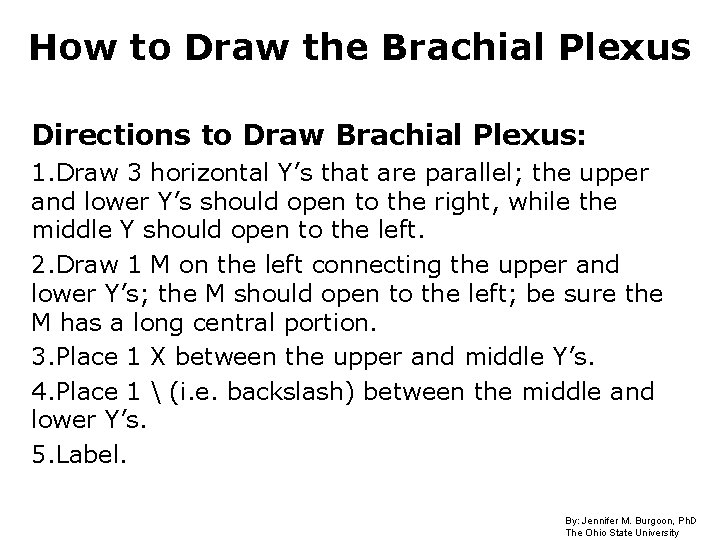 How to Draw the Brachial Plexus Directions to Draw Brachial Plexus: 1. Draw 3