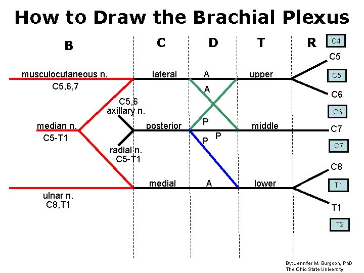 How to Draw the Brachial Plexus C B D T C 4 C 5