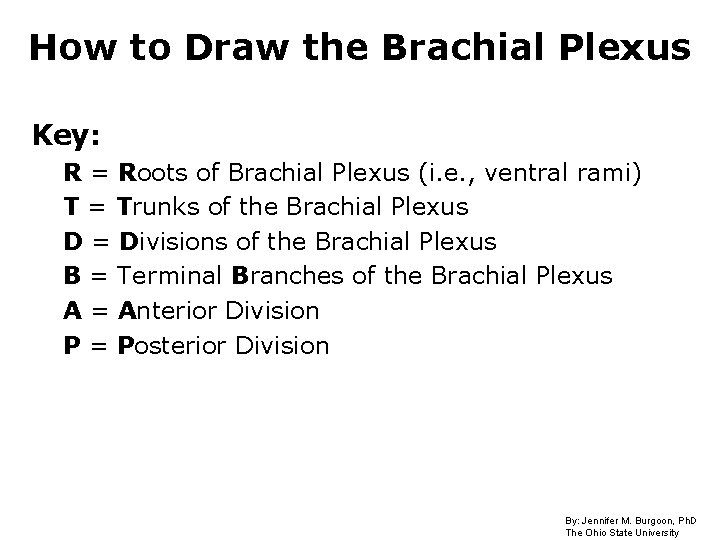 How to Draw the Brachial Plexus Key: R = Roots of Brachial Plexus (i.