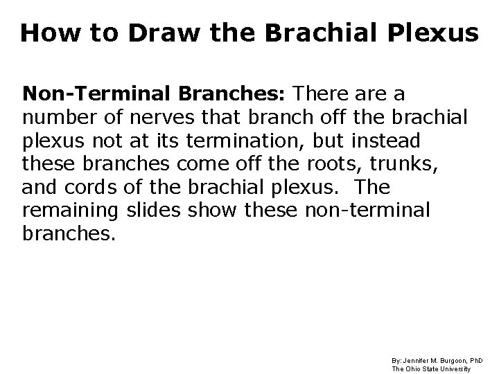 How to Draw the Brachial Plexus Non-Terminal Branches: There a number of nerves that