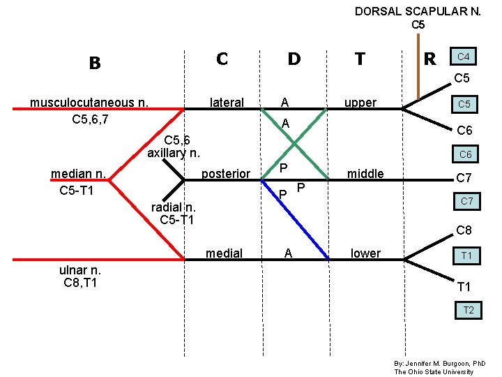 DORSAL SCAPULAR N. C 5 C B D T C 4 C 5 musculocutaneous