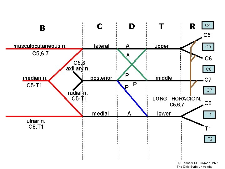 C B D T C 4 C 5 musculocutaneous n. C 5, 6, 7 C B D T C 4 C 5 musculocutaneous n. C 5, 6, 7