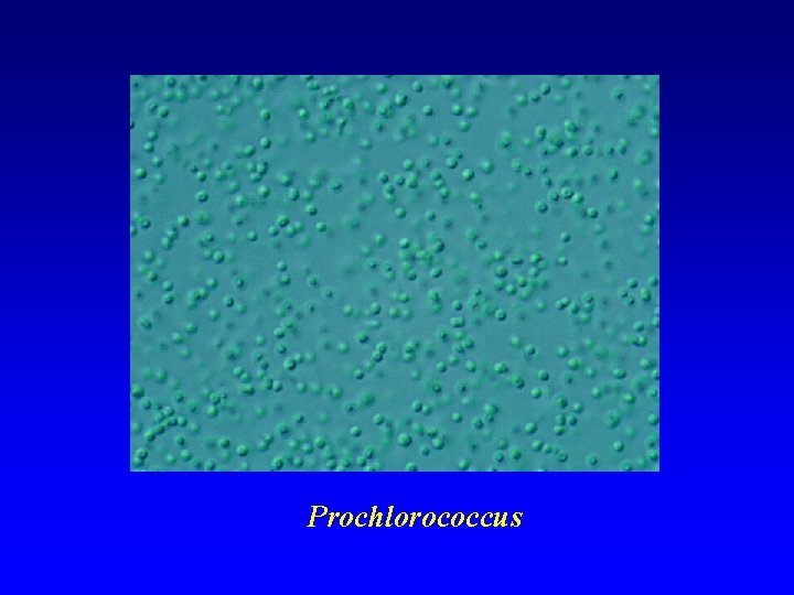 Prochlorococcus 