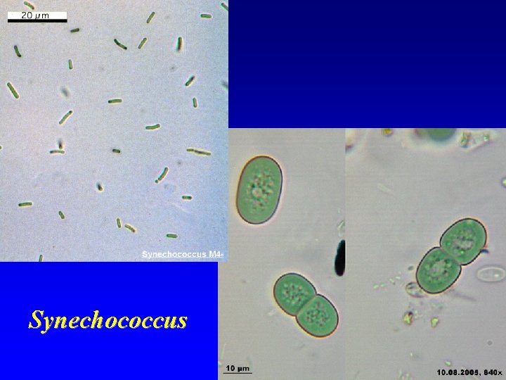 Synechococcus 