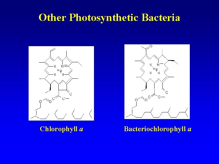 Other Photosynthetic Bacteria Chlorophyll a Bacteriochlorophyll a 