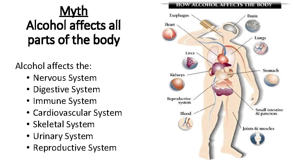 Myth Alcohol affects all parts of the body Alcohol affects the: • Nervous System