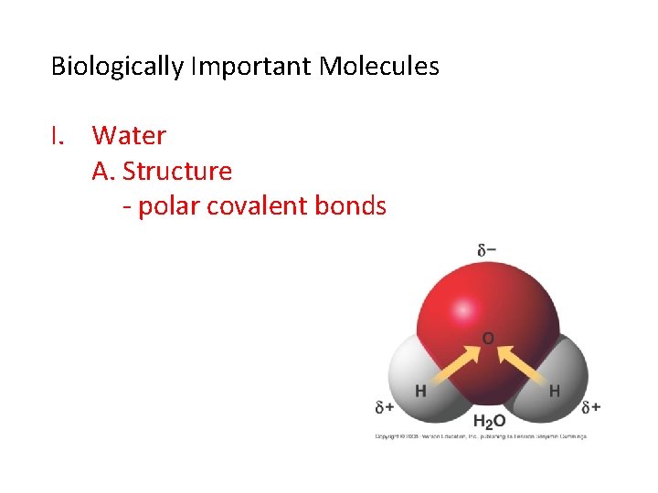 Biologically Important Molecules I. Water A. Structure - polar covalent bonds 