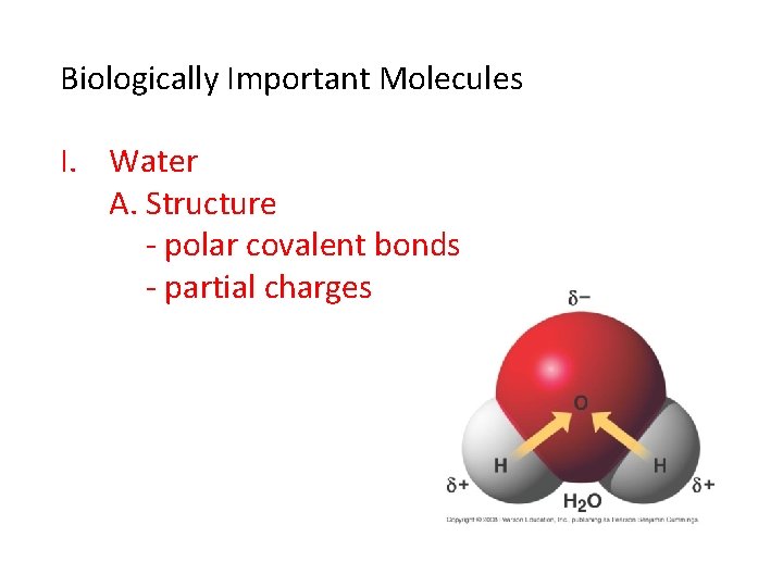 Biologically Important Molecules I. Water A. Structure - polar covalent bonds - partial charges