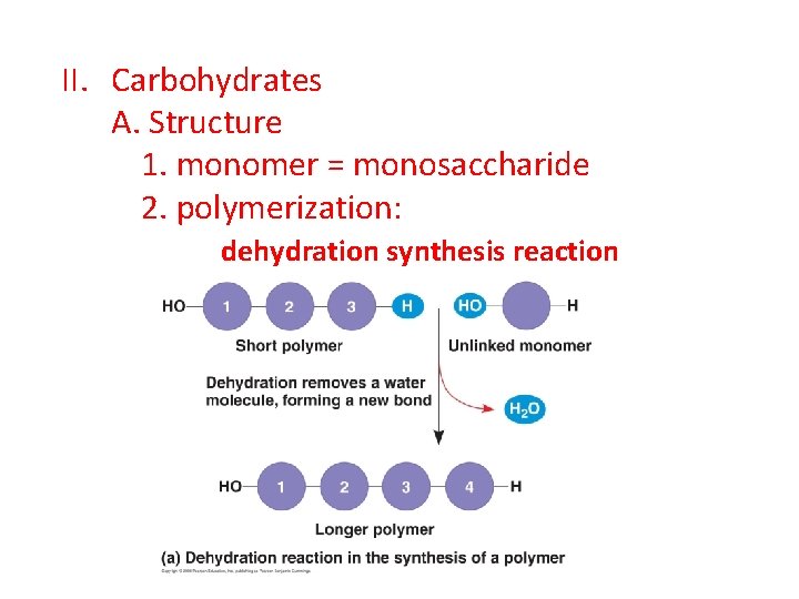 II. Carbohydrates A. Structure 1. monomer = monosaccharide 2. polymerization: dehydration synthesis reaction 