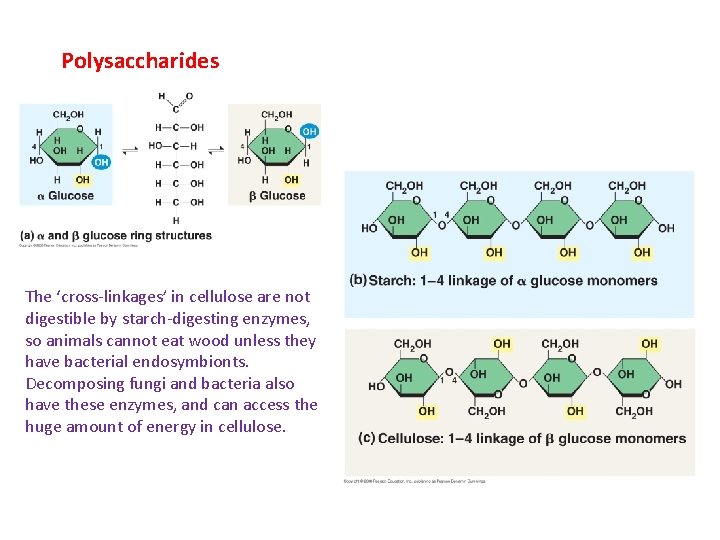 Polysaccharides The ‘cross-linkages’ in cellulose are not digestible by starch-digesting enzymes, so animals cannot