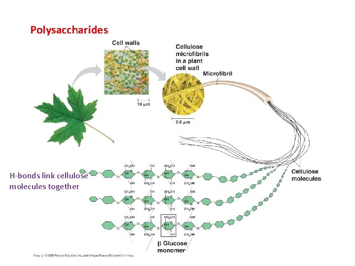 Polysaccharides H-bonds link cellulose molecules together 
