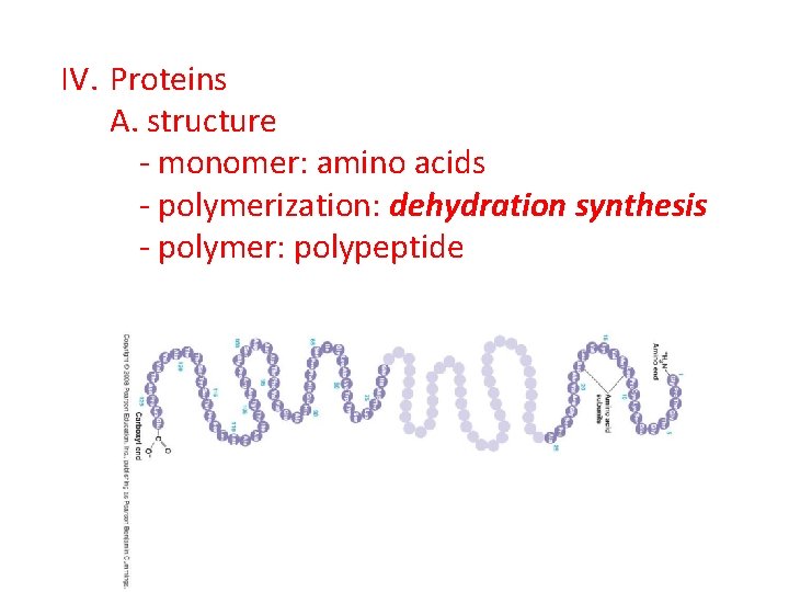 IV. Proteins A. structure - monomer: amino acids - polymerization: dehydration synthesis - polymer: