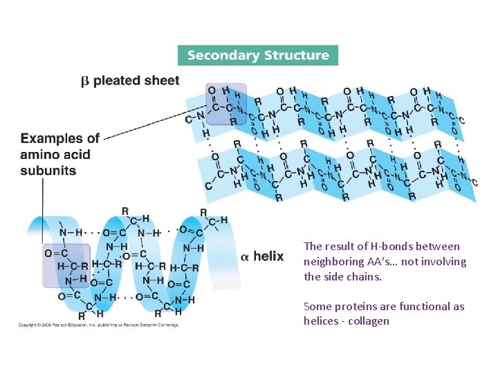 The result of H-bonds between neighboring AA’s… not involving the side chains. Some proteins