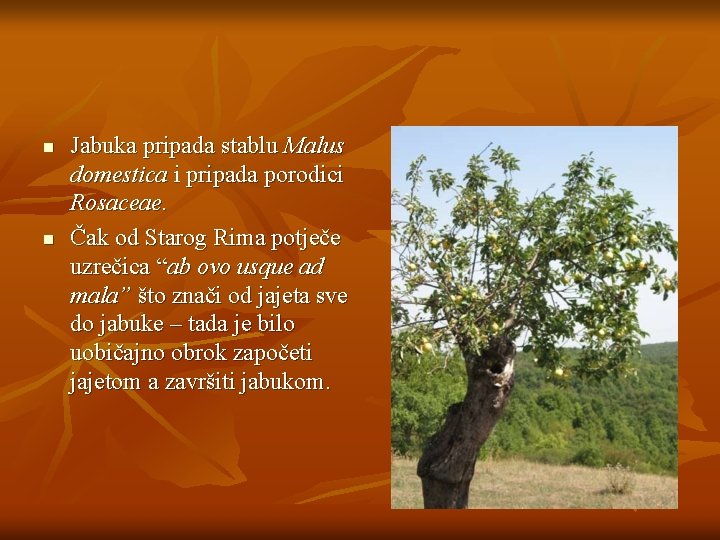 n n Jabuka pripada stablu Malus domestica i pripada porodici Rosaceae. Čak od Starog