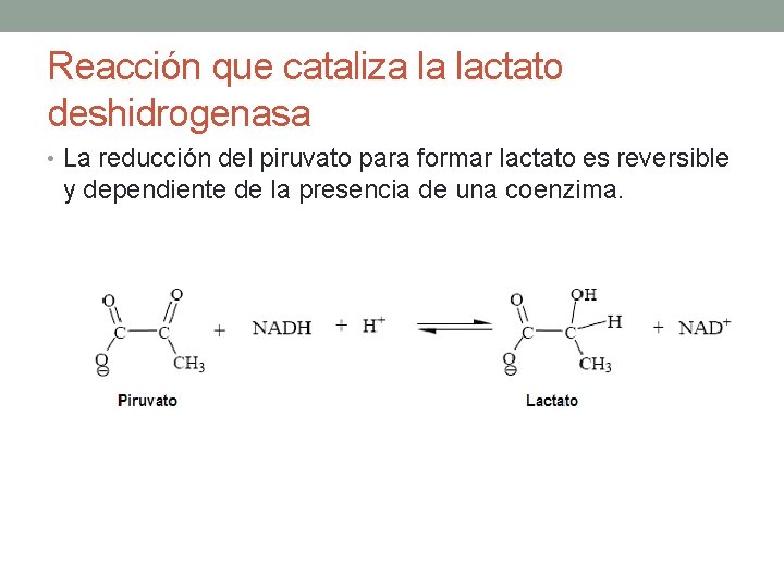 Reacción que cataliza la lactato deshidrogenasa • La reducción del piruvato para formar lactato