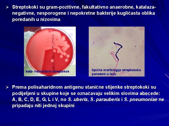 Ø Streptokoki su gram-pozitivne, fakultativno anaerobne, katalaza- negativne, nesporogene i nepokretne bakterije kugličasta oblika