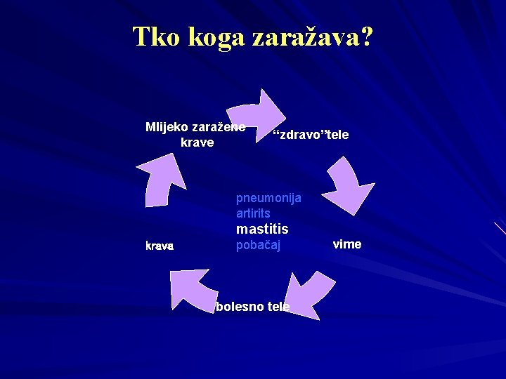 Tko koga zaražava? Mlijeko zaražene krave “zdravo”tele pneumonija artirits mastitis krava pobačaj bolesno tele