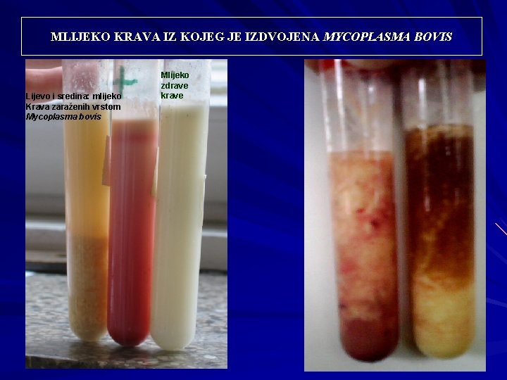 MLIJEKO KRAVA IZ KOJEG JE IZDVOJENA MYCOPLASMA BOVIS Lijevo i sredina: mlijeko Krava zaraženih